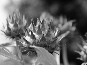 Buds, Thistles