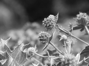 purple, Thistles