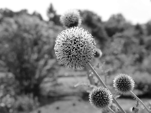 White, Thistles