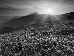 Mountains, Rhododendrons, Thumbnails, Great Sunsets