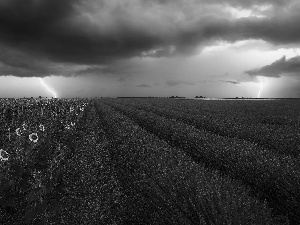 evening, lavender, clouds, Nice sunflowers, Field, Sky, thunderbolt