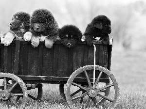 Mastiff, Tibetan, Dogs, puppies, trolley