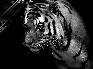 gazing, tiger