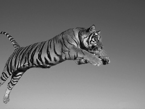 jump, tiger