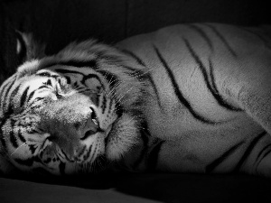 sleepy, tiger