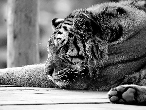 sleepy, tiger