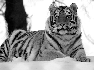 winter, tiger