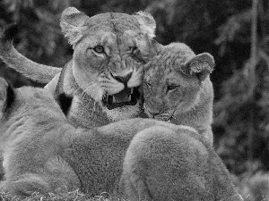 tigers, Lioness, young