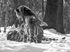 fighting, tigress