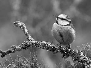 grass, branch, tit, Tit Ordinary, Bird