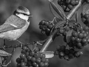 Twigs, Plant, tit, Tit Ordinary, Bird