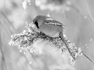 plant, Bird, Bearded Tit