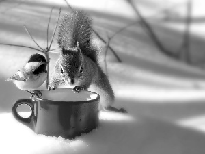tit, winter, squirrel