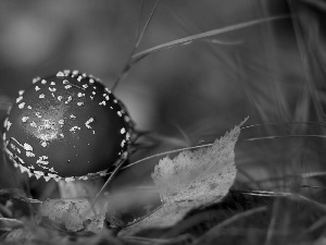 Red, toadstool