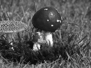 toadstools, Three, Red