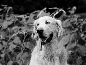 Nice sunflowers, Golden Retriever, tongue