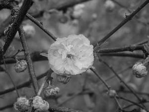 Pink, Twigs, tonsil, Flowers