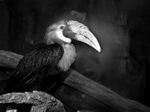 hornbill