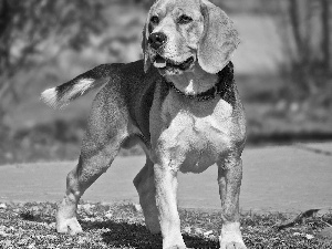 Tounge, dog, Beagle