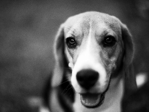 Beagle, Tounge