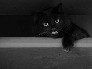 Tounge, Black, cat