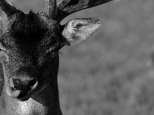 Tounge, young, fawn