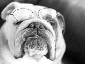 Tounge, dog, Glasses