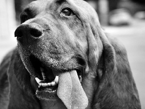 Tounge, Bloodhound, Head