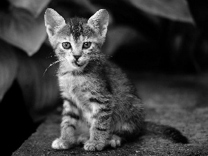 Tounge, young, kitten