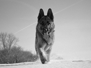 Tounge, wander, viewes, snow, trees, german, sheep-dog, Sky