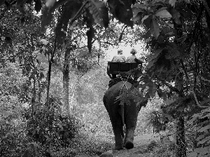 tour, Elephant, forest