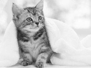 cat, Towel