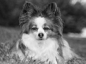 dog, Miniature Continental Toy Spaniel Papillon