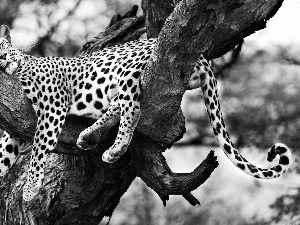 tree, Leopards, an