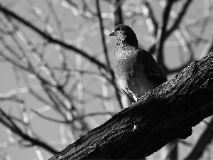 tree, pigeon, an