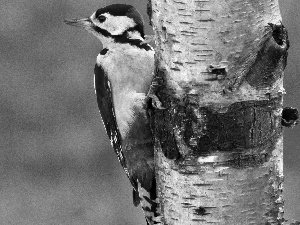 woodpecker, birch-tree