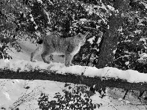 forest, Lynx, Tree, winter