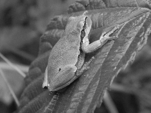 Tree Frog, leaf