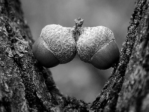 Acorns, trees