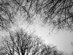 Sky, Black and white, viewes, branch pics, trees