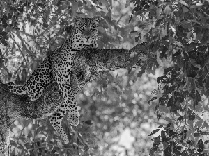 Lod on the beach, Leopards, trees