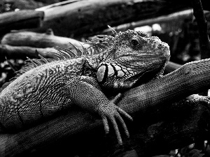 viewes, scales, Lod on the beach, trees, Iguana