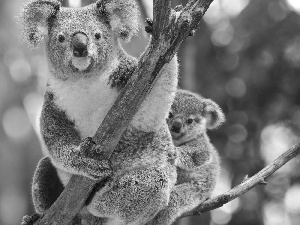 teddy bear, little doggies, trees, Koala