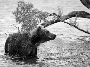 bear, River, trees, brown