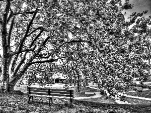 trees, Bench, Park, flourishing, Spring