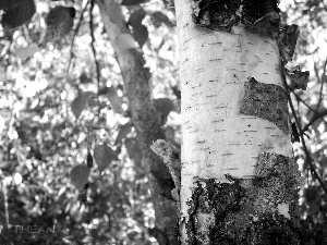 cork, birch-tree, trees