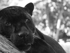 black, Head, trees, Panther