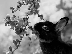 Black, inflorescence, trees, Bunny