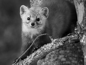 branch, American Marten, trees