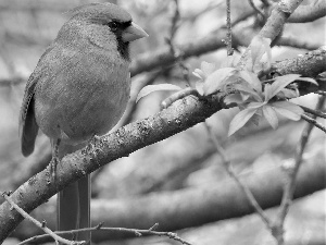 Bird, trees, branches, Northern Cardinal